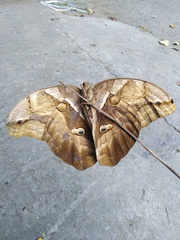 Eryphanis