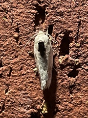 Antaeotricha