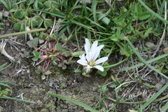 Nothoscordum andicola
