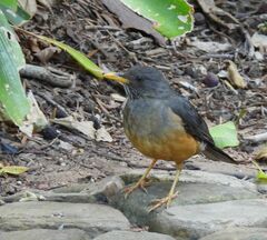 Turdus olivaceus