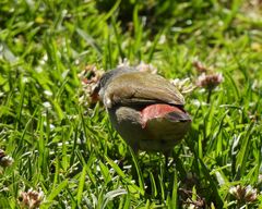 Coccopygia melanotis