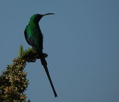 Nectarinia famosa