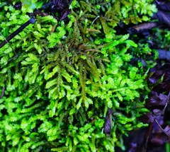 Scleropodium obtusifolium