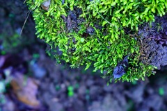 Scleropodium obtusifolium