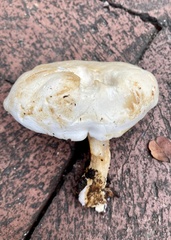 Agaricales