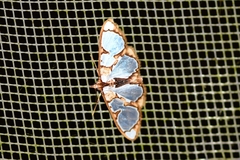 Glyphodes grandisalis