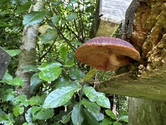 Gymnopilus purpuratus