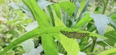 Haritalodes