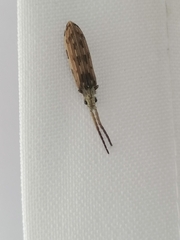 Tenomerga leucophaea