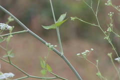 Pimpinella wallichiana