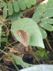 Mycalesis mineus