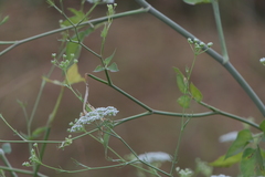 Pimpinella wallichiana