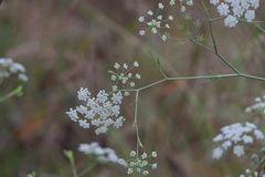 Pimpinella wallichiana