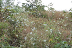 Pimpinella wallichiana