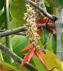 Aechmea mertensii