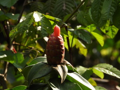 Costus spiralis