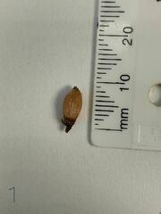 Rhynchospora globularis