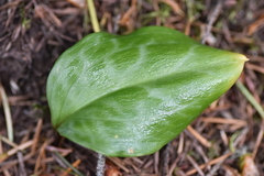 Erythronium