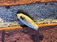 Antaeotricha