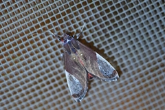 Bertholdia