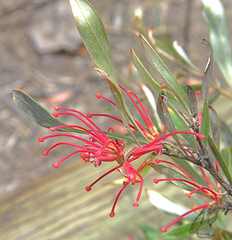 Grevillea oleoides