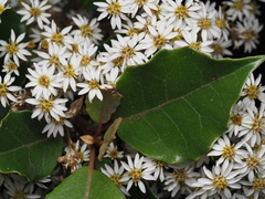 Olearia arborescens