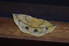 Cratoptera group
