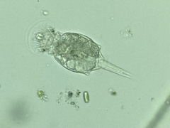 Squatinella
