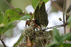 Clematis gouriana