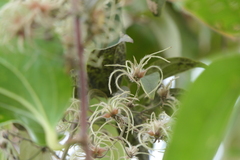 Clematis gouriana