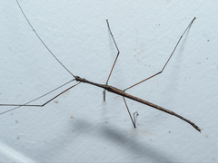 Sipyloidea caeca