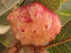 Andricus crystallinus