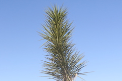Yucca torreyi