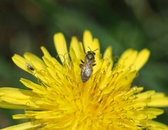 Lasioglossum pilosum