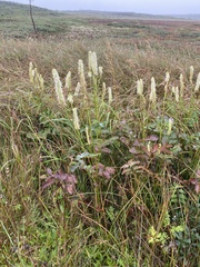 Sanguisorba canadensis