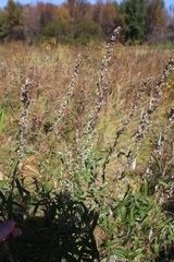 Artemisia serrata