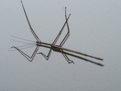 Phasmatini