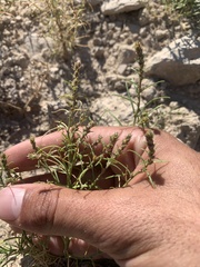 Corispermum americanum