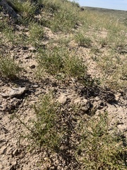 Corispermum americanum