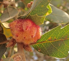 Andricus crystallinus