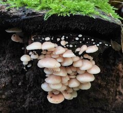 Scytinotus longinquus