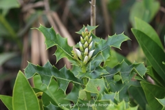 Acanthus ebracteatus