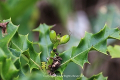 Acanthus ebracteatus