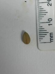 Valerianella carinata