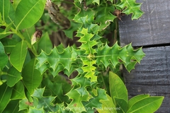 Acanthus ebracteatus