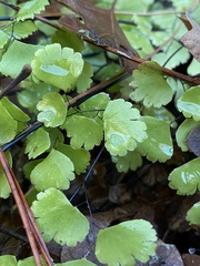Adiantum shastense