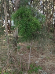 Casuarina glauca