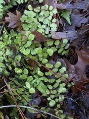 Adiantum shastense