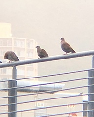 Columba guinea phaeonota