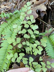Adiantum shastense